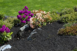 2013-07-Black-Coloured-Mulch-6